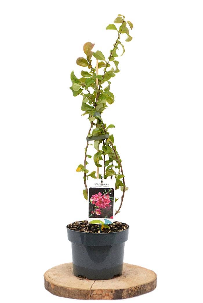 Chaenomeles spec. 'Pink Lady'