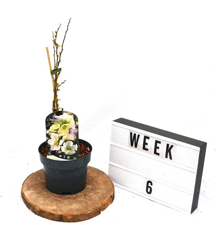 Chaenomeles sup. 'Jet Trail'