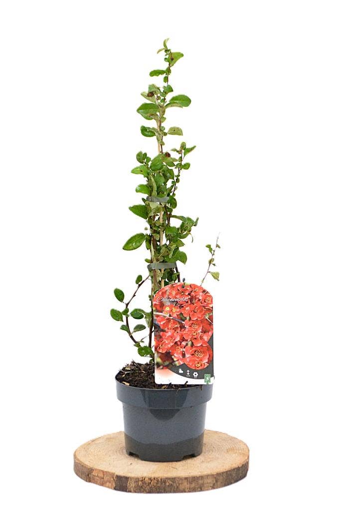 Chaenomeles sup. 'Red Trail'