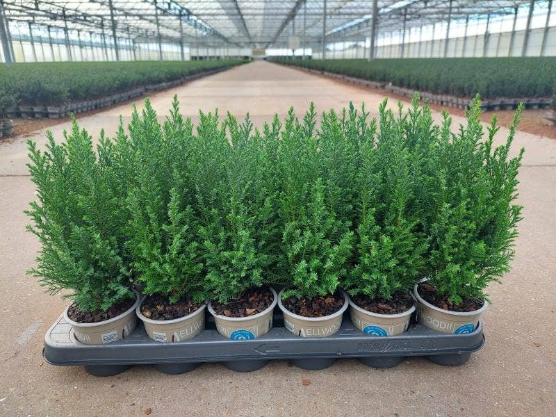 Chamaecyparis law. 'Ellwoodii'