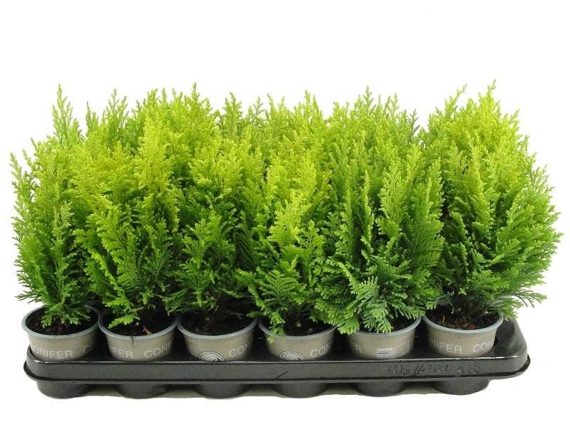 Chamaecyparis law. 'Ellwood's Empire'