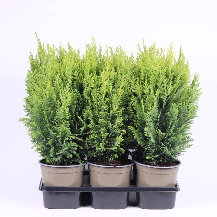 Chamaecyparis law. 'Ellwood's Empire'