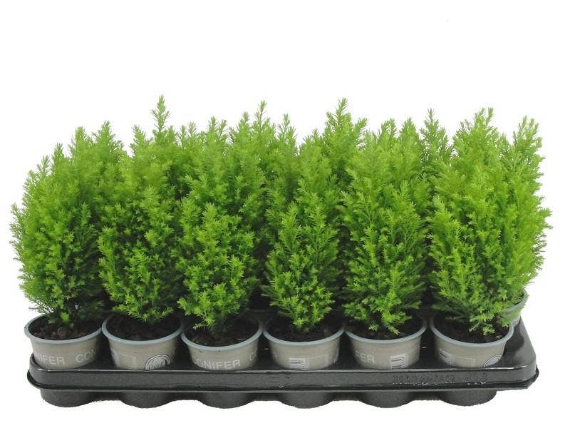 Chamaecyparis law. 'Ellwood's Gold'