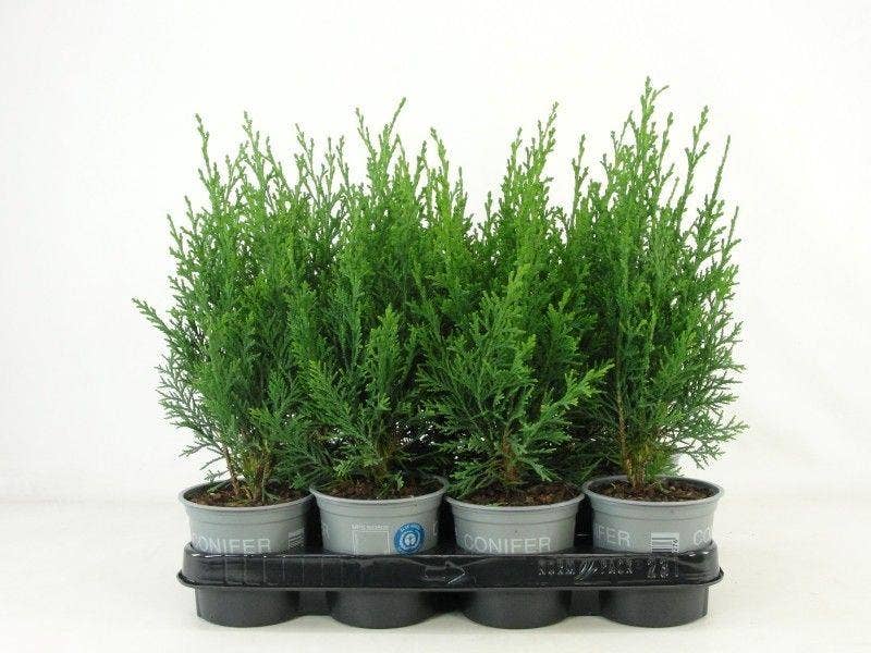 Chamaecyparis law. 'Robusta'