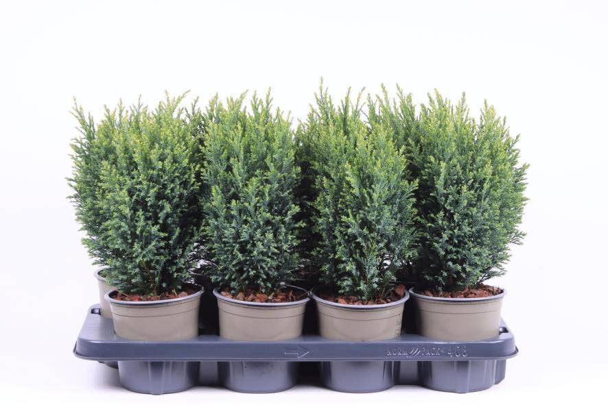 Chamaecyparis law. 'Snow White'