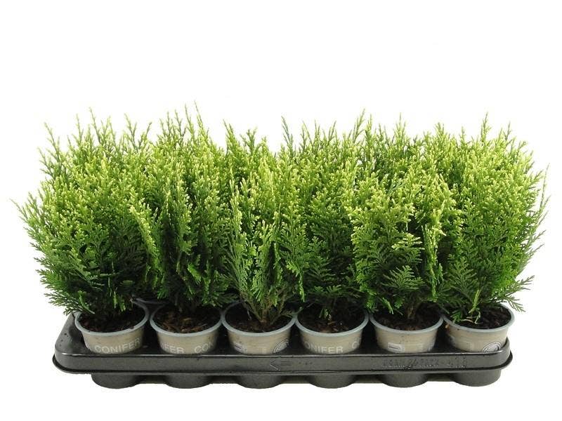 Chamaecyparis lawsoniana 'White Spot'
