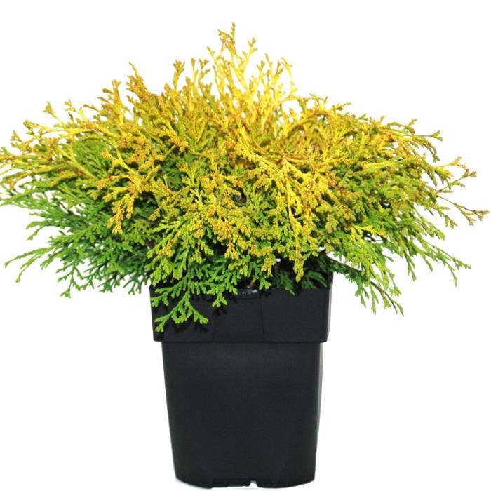 Chamaecyparis obt.  'Kamarachiba'