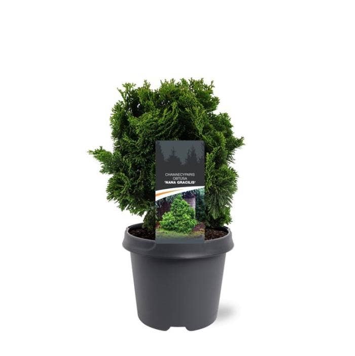 Chamaecyparis obt. 'Nana Gracilis'