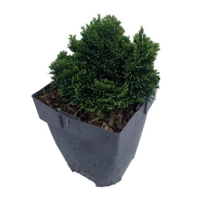 Chamaecyparis obt. 'Nana Gracilis'