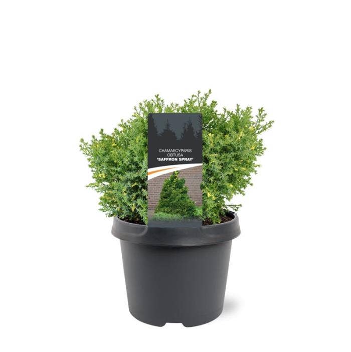 Chamaecyparis obt. 'Saffron Spray'
