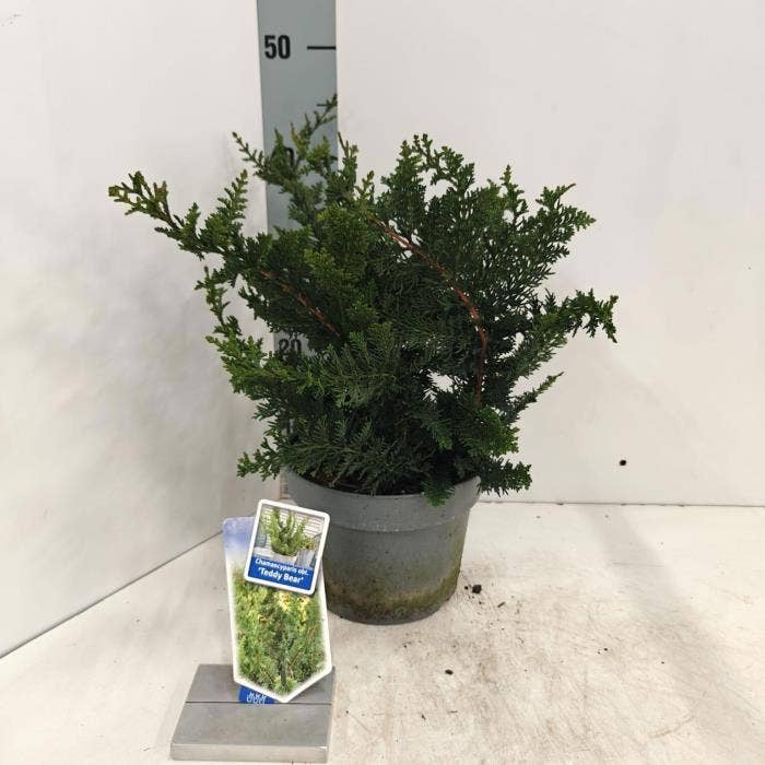 Chamaecyparis obt. ‘Teddy Bear’