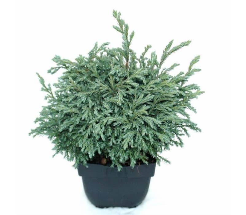 Chamaecyparis pis. 'Baby Blue'
