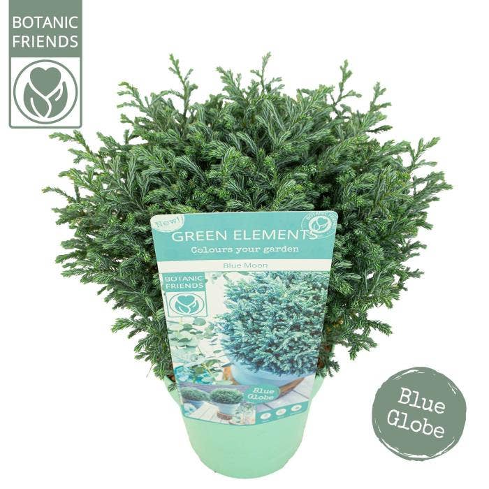 Chamaecyparis pis. 'Blue Moon'