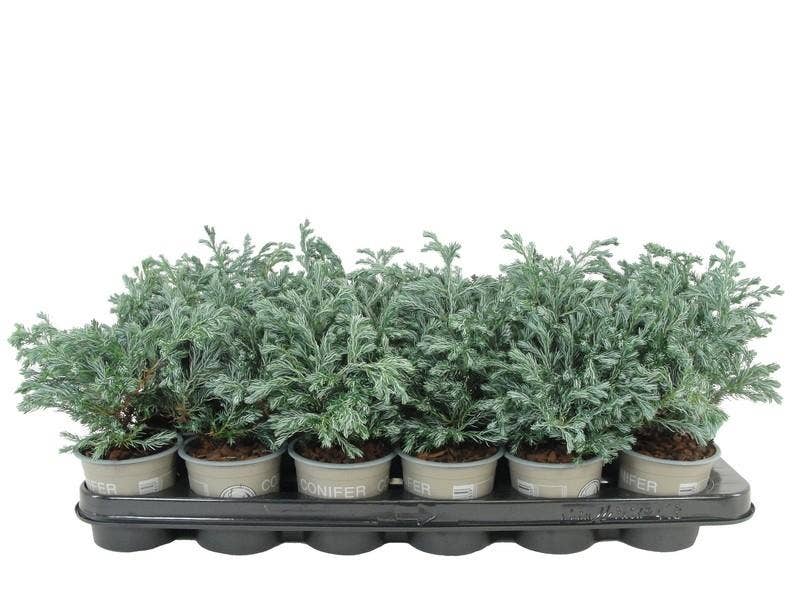 Chamaecyparis pis. 'Boulevard'