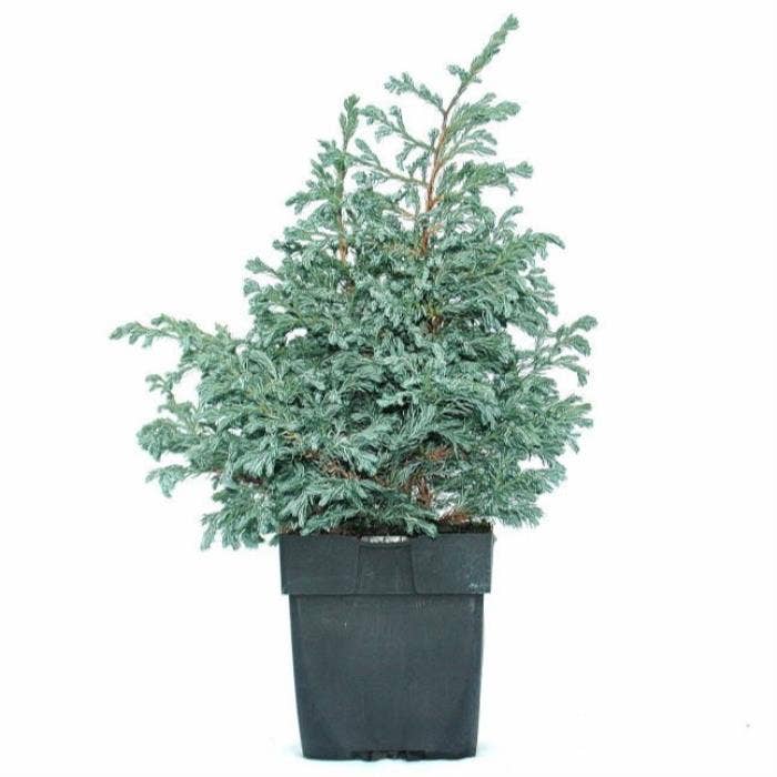 Chamaecyparis pis. 'Boulevard'