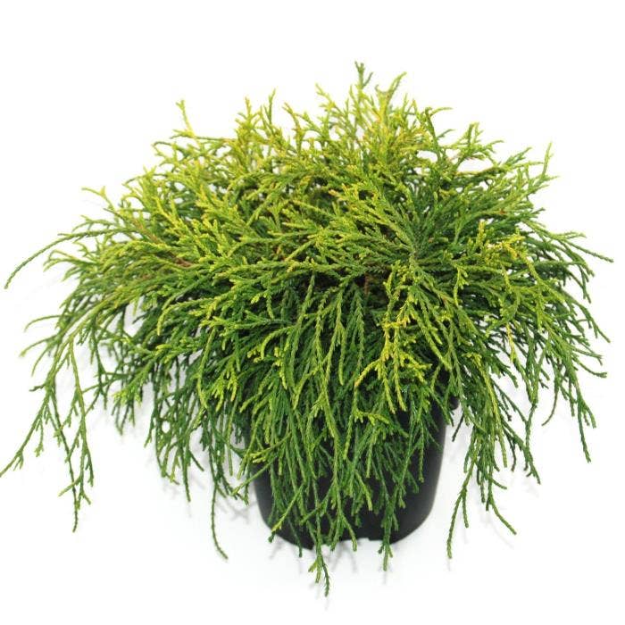 Chamaecyparis pis. 'Sungold'