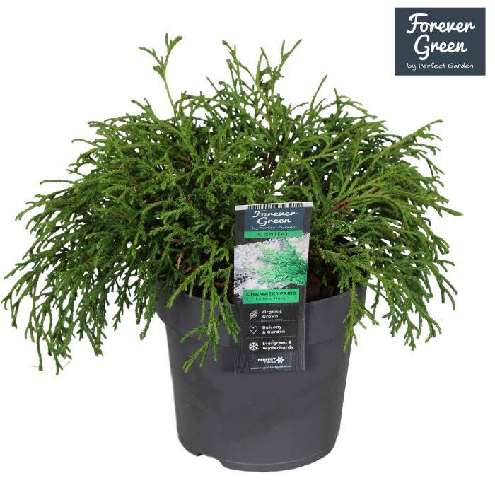 Chamaecyparis pisifera 'Filifera Nana'