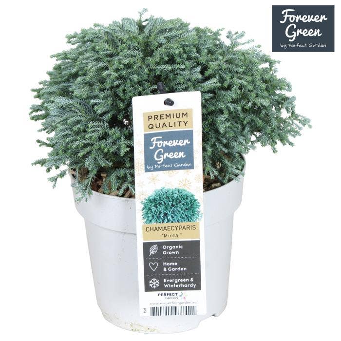 Chamaecyparis Pisifera 'Minta'®