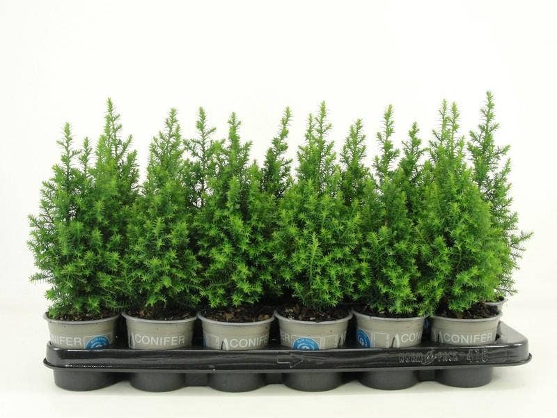 Chamaecyparis thy. 'Top Point'