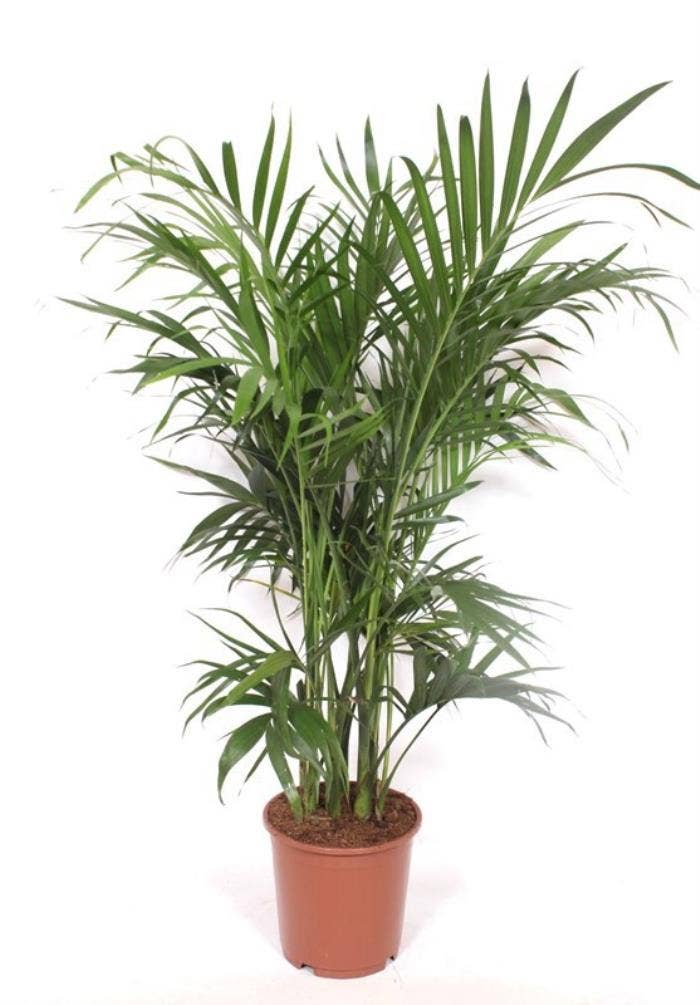 Chamaedorea cataractarum Stella Palm