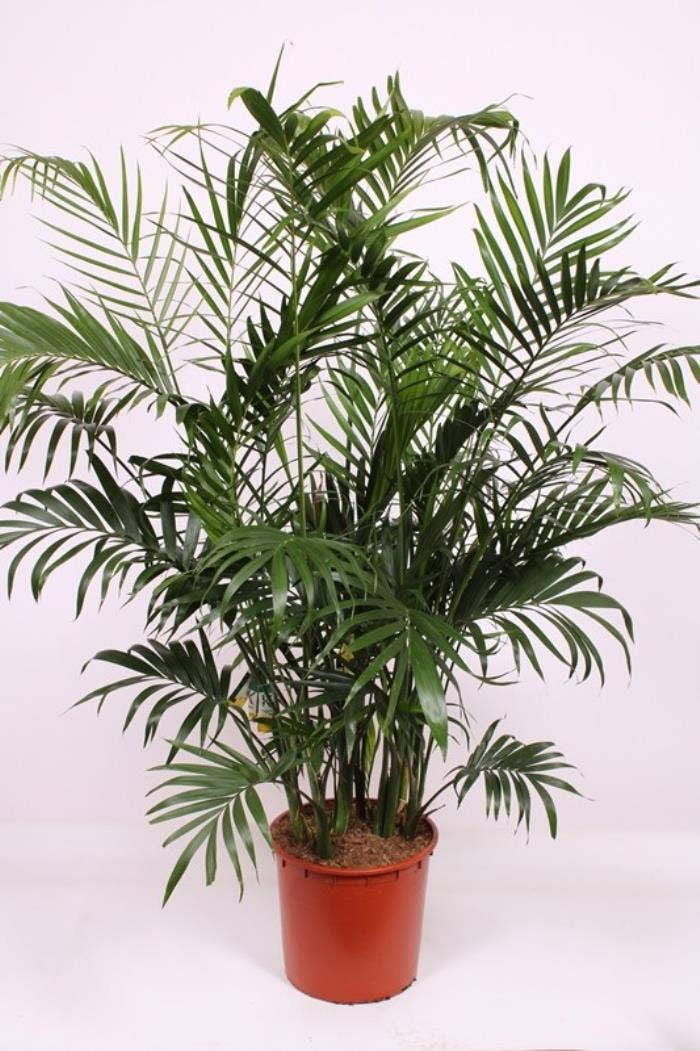 Chamaedorea cataractarum Stella Palm