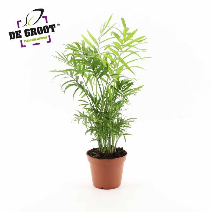 Chamaedorea elegans