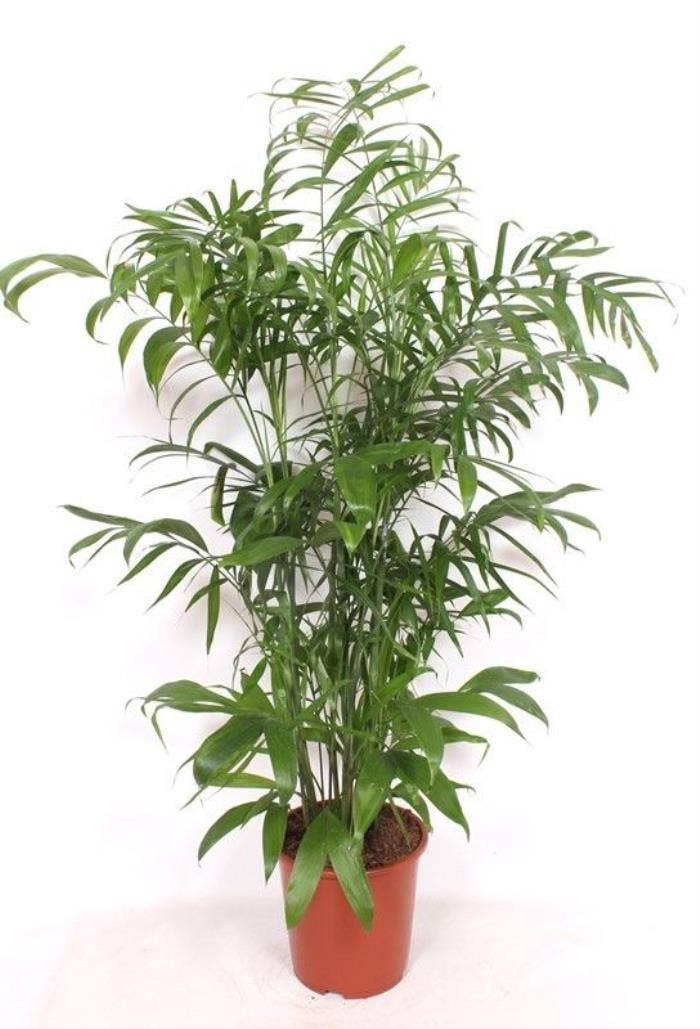 Chamaedorea seifrizii