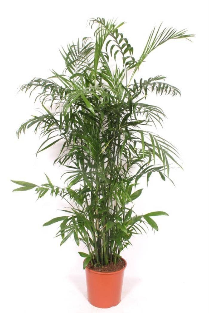 Chamaedorea seifrizii