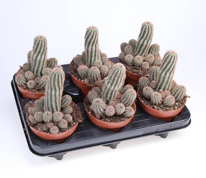 Chamaelobivia paolina