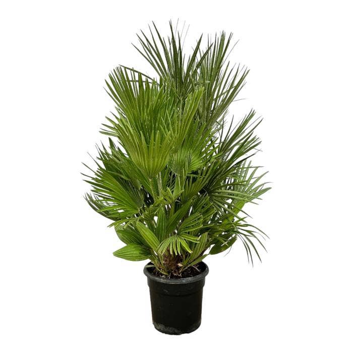 Chamaerops Humilis