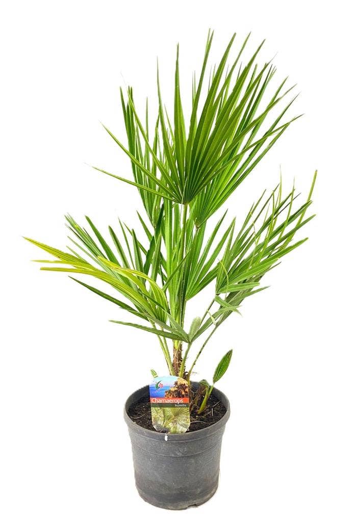 Chamaerops humilis