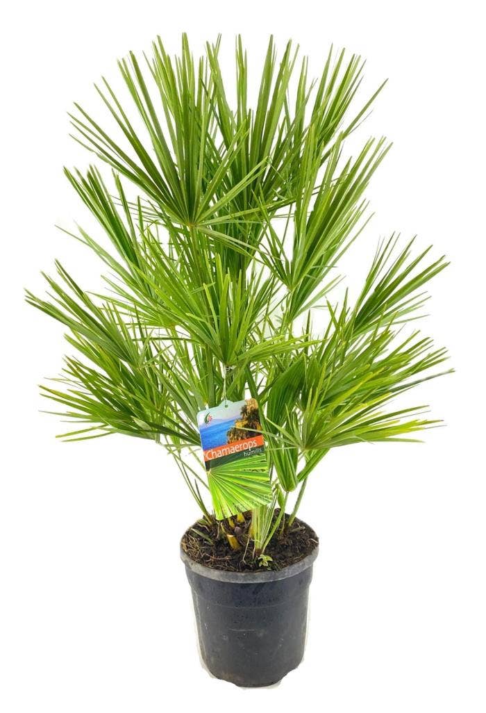 Chamaerops humilis