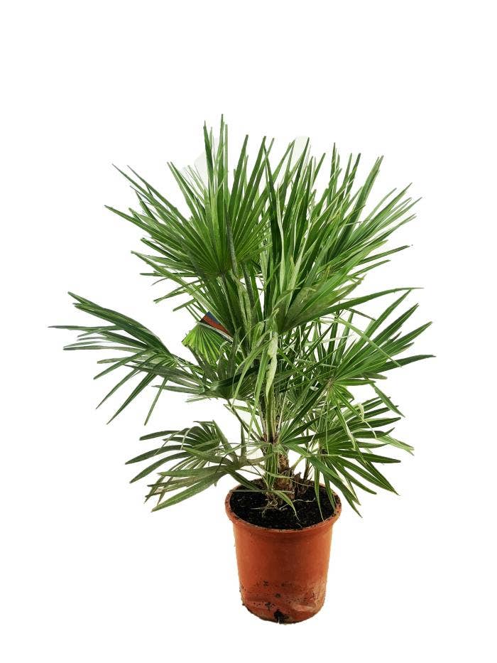 Chamaerops humilis
