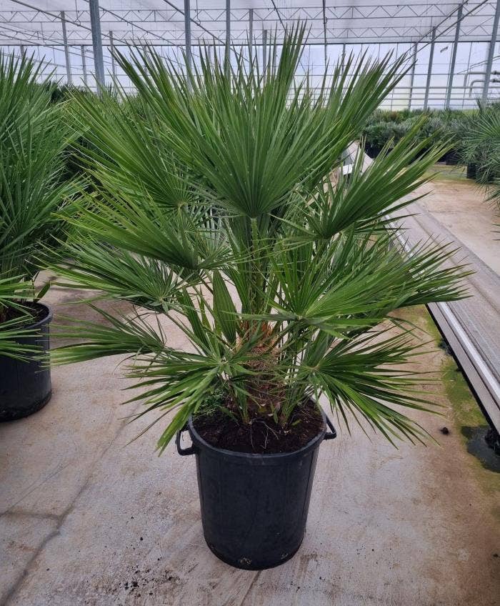 Chamaerops humilis