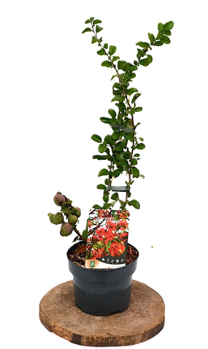 Cheanomeles spec. Crimson and Gold