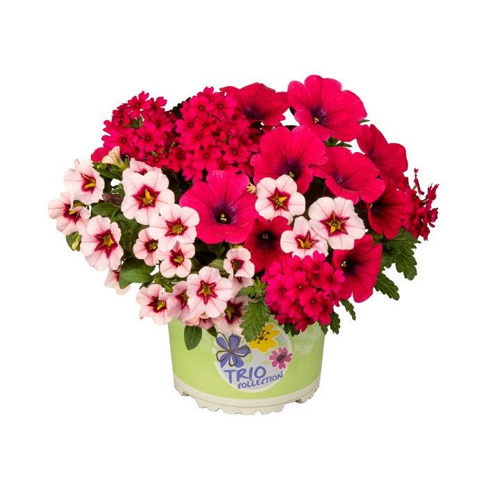 Checkies Fruit Punch