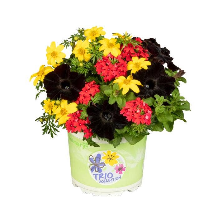 Checkies German Party