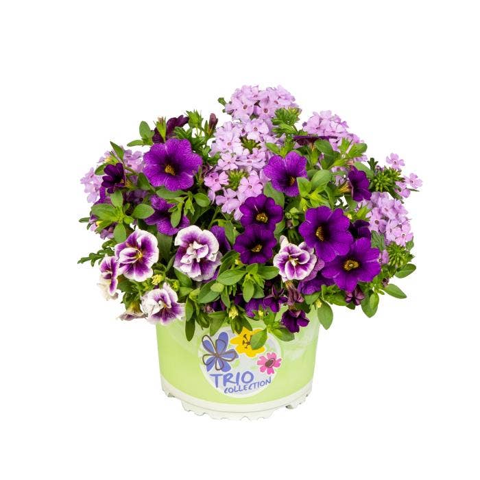 Checkies Violet Passion