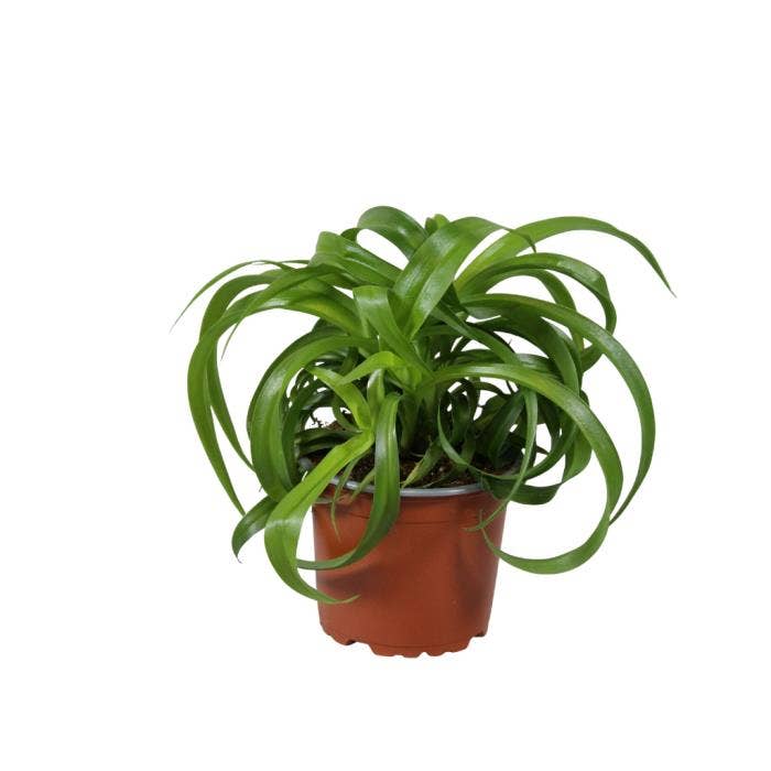 Chlorophytum Green Bonnie
