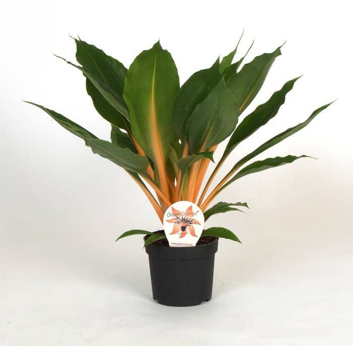 Chlorophytum Green Orange