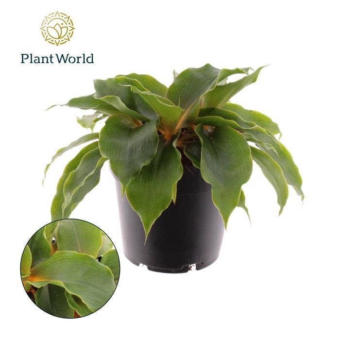 Chlorophytum Green Orange