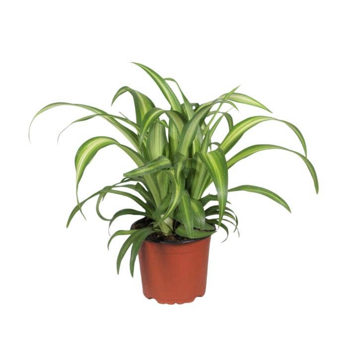 Chlorophytum Hawaiian