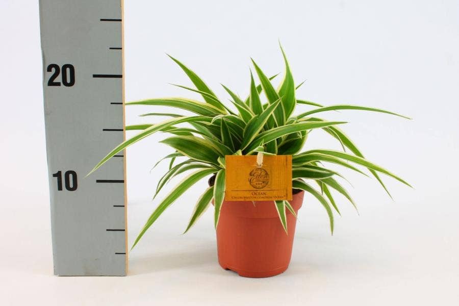 Chlorophytum Ocean