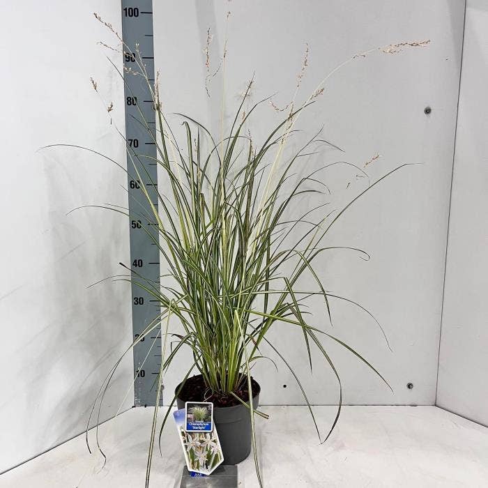 Chlorophytum sau. ‘Starlight’ 