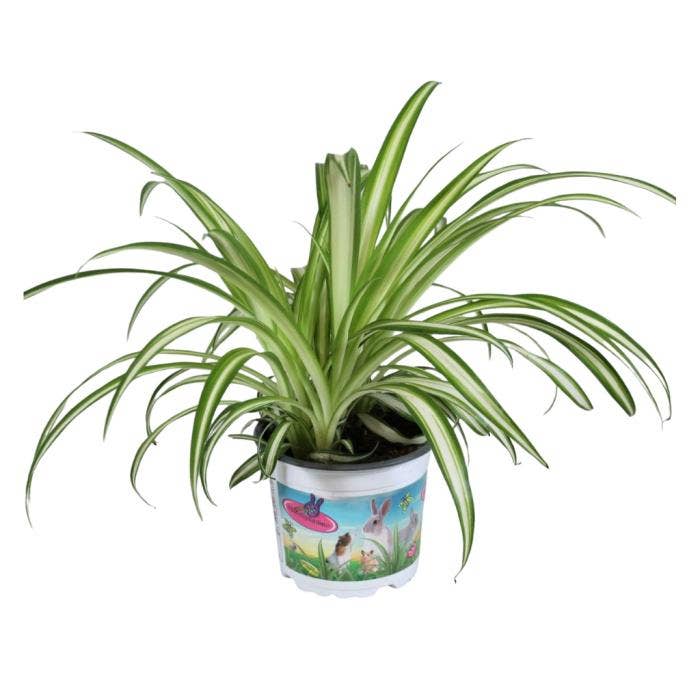 Chlorophytum Variegatum PET