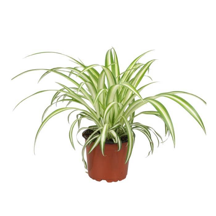 Chlorophytum Variegatum