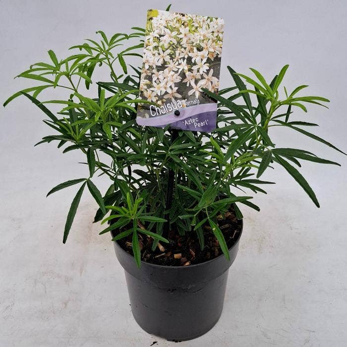 Choisya 'Aztec Pearl'