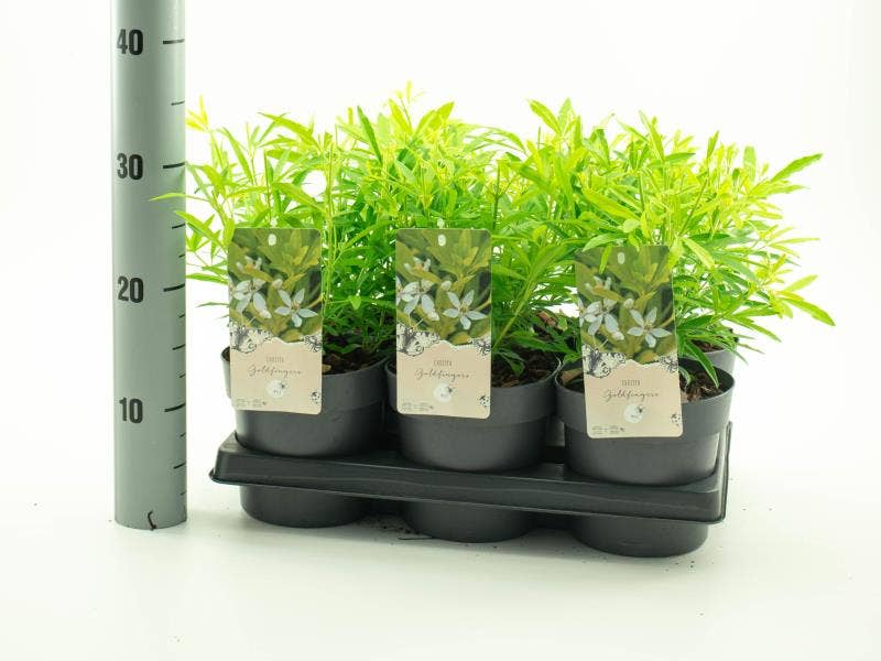 Choisya 'Goldfingers'