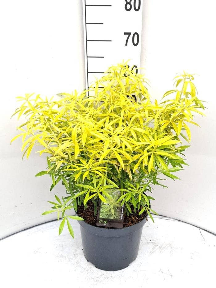 Choisya ter. 'Goldfingers'