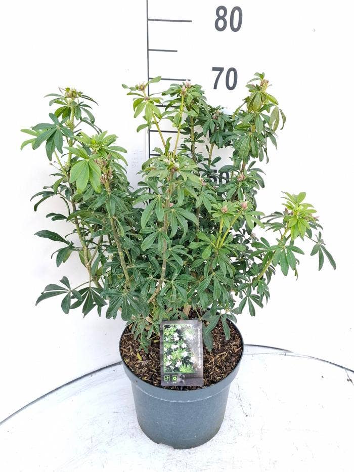 Choisya ter. 'Green Fingers'